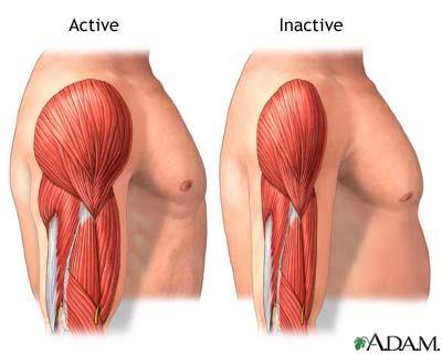 KUVVET ANTRENMANLARININ ETKİLERİ Morfolojik Etkiler Kas hipertrofisi Ligament ve tendonların kuvvetleirnde artış Kemik