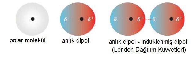 Anlık ve İndüklenmiş Dipoller: Apolar bir molekülde anlık elektron yer değişimi, moleküle anlık dipol moment kazandırır.