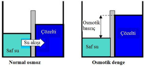 zarın her iki tarafındaki basıncın eşitlenmesi için saf çözücüden