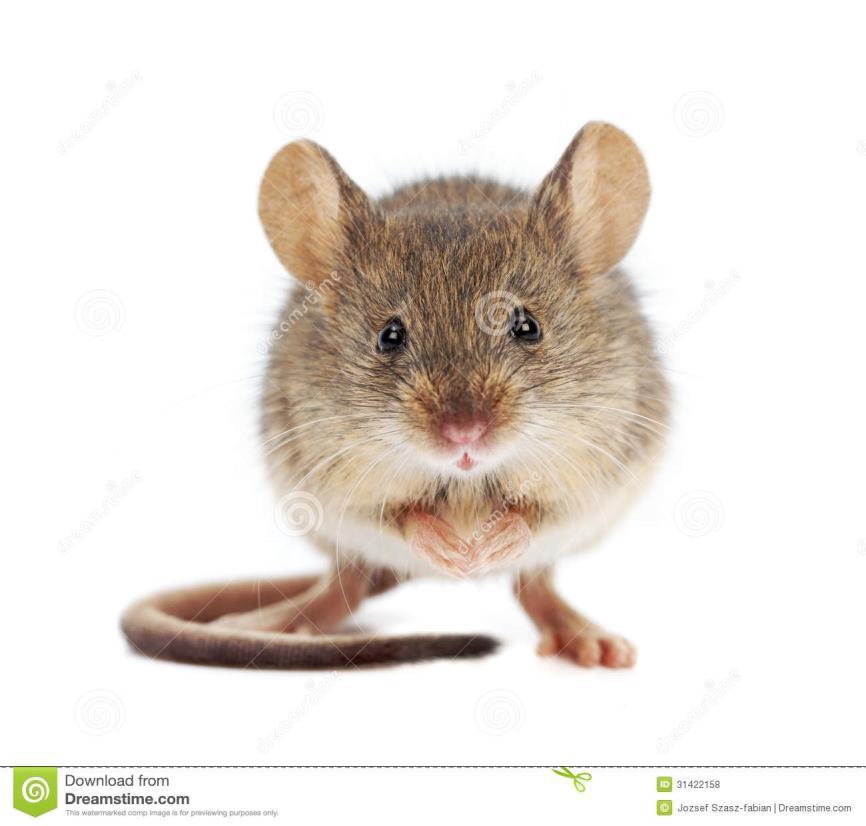 FARE ANATOMİSİ (Mus musculus) Dünya üzerinde en yaygın ve çok tanınan rodenttir.