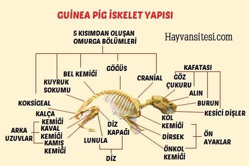 Lokomotor Sistem İskelet sistemi 258 kemikten oluşur.