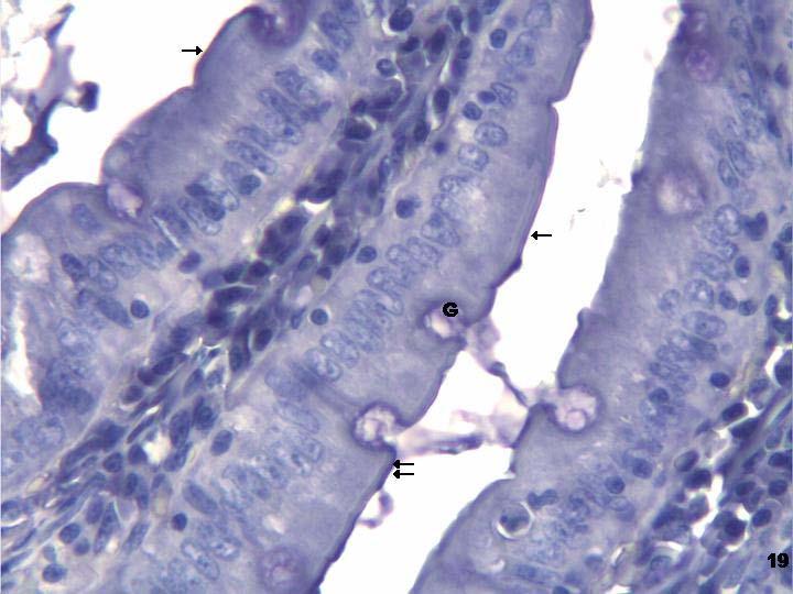 Resim 19: 8 aylık deneklerden alınan duodenum kesitlerinde leptin reseptörü ile yapılan incelemelerde hem yüzey epitelinde