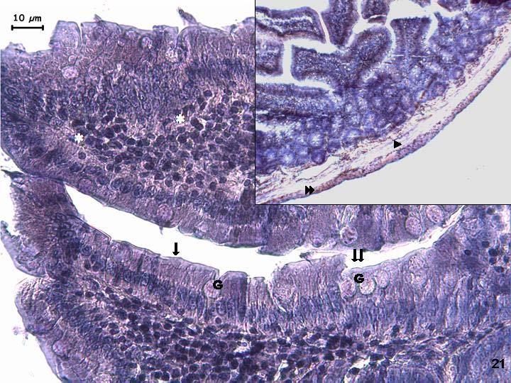 Resim 21: 22 aylık gruba ait deneklerin duodenumlarında büyük büyültmeli resimlerinde leptin reseptör immünreaktivitesinin yüzey epitelinde (+) zayıftan ortaya değişirken, Goblet hücrelerinde(g)