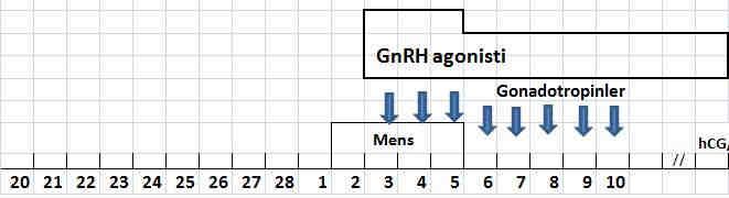 ihtiyacını azaltmaktır. Birçok çalışmada kısa ve uzun GnRH protokolleri karşılaştırılmış, aynı iptal ve gebelik oranlarına sahip oldukları görülmüştür. Şekil 2.