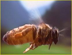 Gözden çıktıktan 4-8 gün sonra güneşli, sıcak ve rüzgarsız bir hava çiftleşme uçuşuna çıkar. Açık havada 8-10 adet erkek arıyla çiftleşir.