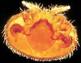 Dişi Varroa nın ( ) Morfolojisi Ergin dişi varroa; 1.