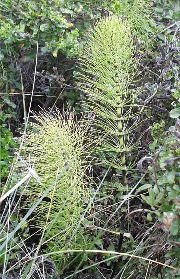 Equisetum At