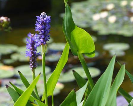 Pontederia