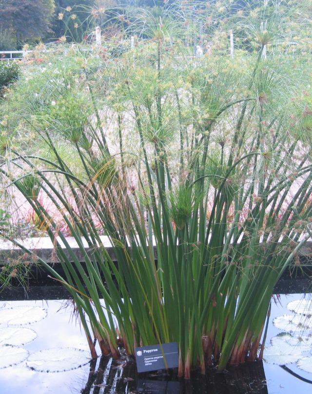 Cyperus