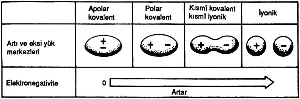 Aynı cins atomların oluşturduğu diatomik moleküllerden oluşan kovalent bağlarda, atomlar arasında elektronegativite farkı yoktur ve bağ elektronlarının eşit paylaşılması söz konusudur.