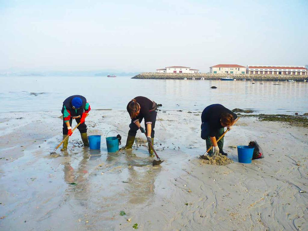Galiçyanın Rias bölgesinde (İspanya) çapa ve el aletleri kullanılarak yapılan midye avcılığı. Bivalves shellfishing on foot in Galician Rias (Spain), using hoes and hand-raker.