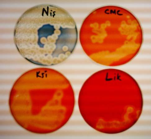 3. MATERYAL VE METOD Bahri Devrim ÖZCAN Şekil 3.3. α-amilaz +, CMCaz +, ksilanaz + ve likenaz + B. subtilis kolonileri gelişmiş LB/Agar plakları 3.2.3. Sıcaklığa Dirençli α-amilaz Geninin B.