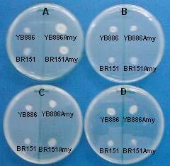 4. BULGULAR VE TARTIŞMA Bahri Devrim ÖZCAN Şekil 4.1. Orijinal bakteriler ile B. subtilis YB886/pC194α ve B.