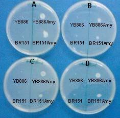 rekombinant B. subtilis kolonileri) Şekil 4.2. Orijinal bakteriler ile B. subtilis YB886/pC194α ve B.