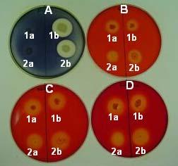 4. BULGULAR VE TARTIŞMA Bahri Devrim ÖZCAN plaklar ise Congo-red boyası ile) fenotipik testleri yapılmıştır. Boyama sonucunda, orijinal B. subtilis YB886 ve B.