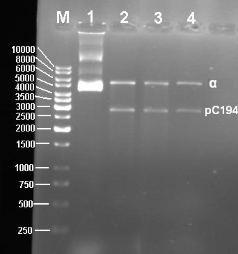 4. BULGULAR VE TARTIŞMA Bahri Devrim ÖZCAN Şekil 4.4. Rekombinant B. subtilis YB886/pC194α ve B.