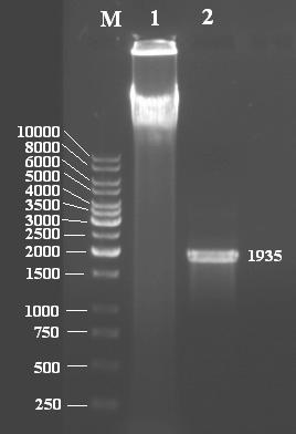 4. BULGULAR VE TARTIŞMA Bahri Devrim ÖZCAN Şekil 4.8. β-amilaz genine ait PCR ürününün %0.8 lik agaroz jeldeki elektroforezi: M: markır, 1: T.