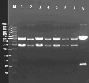 4. BULGULAR VE TARTIŞMA Bahri Devrim ÖZCAN amacıyla transformasyon plağından seçilen beyaz renkli rekombinant β-amilaz (-) bir koloniden de plazmid DNA izolasyonu yapılarak aynı enzimle kesilmiştir.