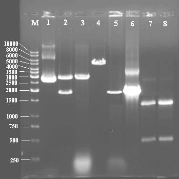 4. BULGULAR VE TARTIŞMA Bahri Devrim ÖZCAN gözlenmiştir (Şekil 4.13., sıra-4).