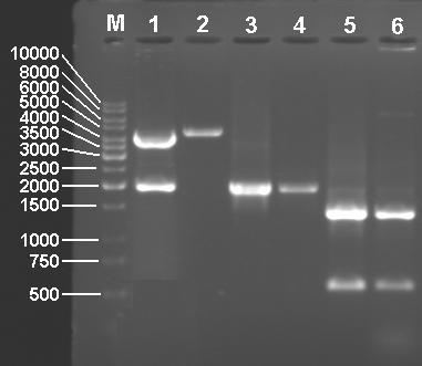 4. BULGULAR VE TARTIŞMA Bahri Devrim ÖZCAN 4.1.2.2(3). Rekombinant pub110β ya İlişkin İnsört ve PCR Analizleri Gerek B. amyloliquefaciens/pub110β gerekse B.