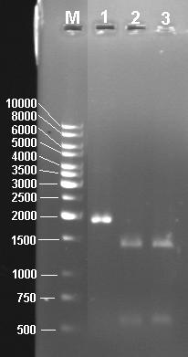 4. BULGULAR VE TARTIŞMA Bahri Devrim ÖZCAN Şekil 4.20. pbt10β DNA sının PCR ve kesim analizi: M: markır, 1: PCR ürünü β- amilaz geni, 2 ve 3: Elde edilen PCR ürününün Hind III enzimi ile kesimi 4.1.2.4. Sıcaklığa Dirençli β-amilaz Geninin pnw33n Vektörüne Takılarak Yeniden B.