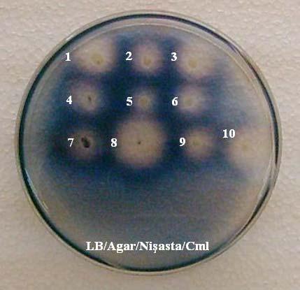 4. BULGULAR VE TARTIŞMA Bahri Devrim ÖZCAN Şekil 4.21. pnw33nβ taşıyan rekombinant E. coli/pnw33nβ kolonilerinin LB/Nişasta/Agar/Cml plaklarında iyot boyaması ile gösterilmesi 4.1.2.4(3).