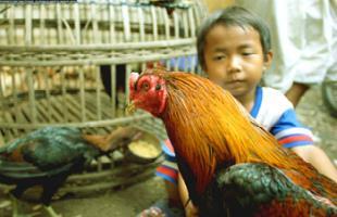 Avian İnfluenza H5 N1 İnsanlarda patojen kuş gribi ilk kez 1997 baharında Hong