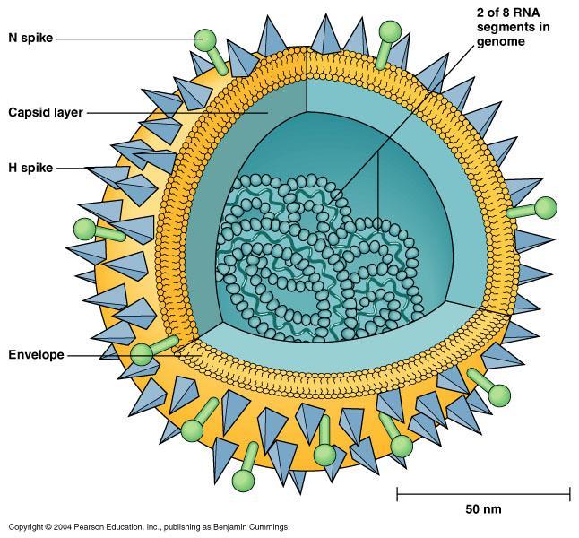 İnfluenza Virüsü Orthomyxoviridae ailesinden Zarflı Nöraminidaz RNA