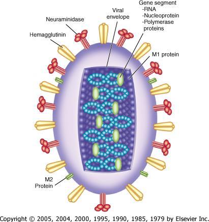 Virüs Tipleri Nükleokapsid ve matriks proteinlerine göre üç antijenik tipe ayrılır Nöraminidaz Hemaglütinin