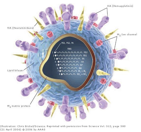 M İyon kanalları influenza A da vardır İnfluenza A Virüsleri Alt Tipleri Virüs yüzeyindeki glikoproteinlerine göre antijenik subtiplere ayrılır Nöraminidaz (NA) 11 mayor