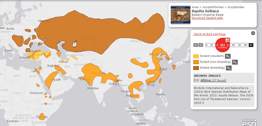 Yarımadası, Hindistan Alt Kıtası ile Güney ve Doğu Asya da bulunmaktadır. Türün yayılışı Şekil 8.46 da gösterilmektedir. Hem yerleşik hem de üremekte olmayan göçmen popülasyonlar Türkiye de mevcuttur.