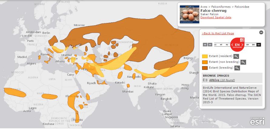 Şekil8-67 Falco cherrug türünün bilinen coğrafik dağılımı (Source: http://maps.iucnredlist.