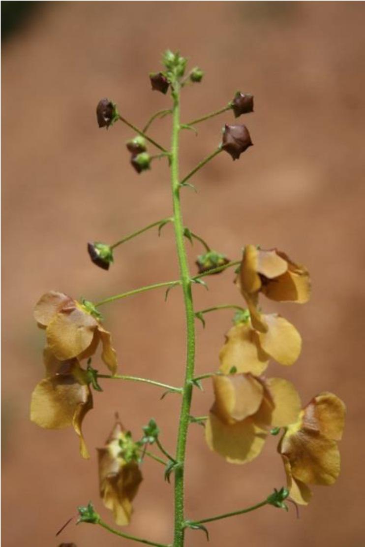 Şekil8-22 Verbascum luridiflorum spp. nov. (VU) Şekil8-23 Campanula stricta var.