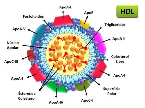 Apoproteinlerin sınıflandırılması Lipoprotein Metabolizmasında Görev Alan Enzimler: LPL, yağ ve kas hücrelerinde sentezlenir.