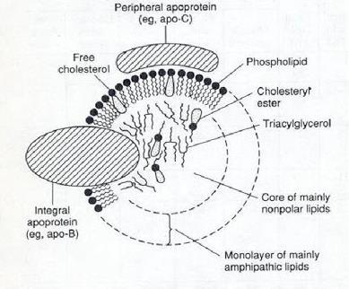 kişilerde görülür), -lipoprotein (LDL),