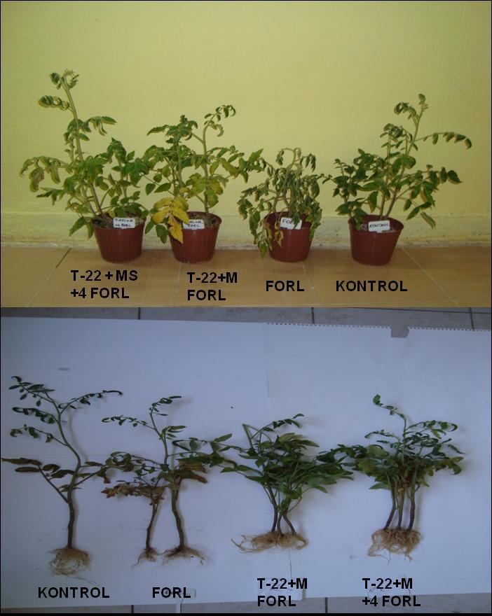 Şekil-9 T-22+Mikoriza uygulamalarının deneme ile birlikte ve 4 hafta sonra uygulanması sonucu elde edilen sonuçlar.