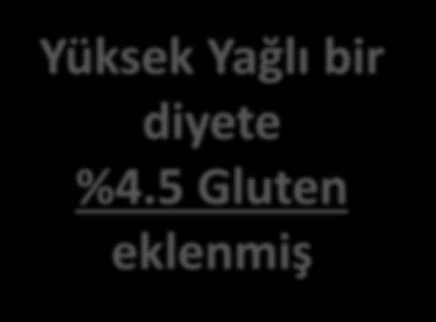 Gluten eklenmemiş Deney