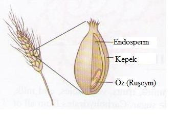 Tahıl Tanesinin Yapısı Endosperm: tanenin %83, beyaz unun ana kaynağı, protein, karbonhidrat, B vit.