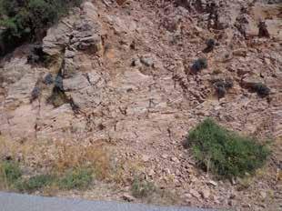 Kuzey Kıbrıs ın Temel Jeolojik Özellikleri Şekil 13: Hilarion Kalesi-Kozan/Karşıyaka yolu üzerinde, Kırık Tank Mevkii nin 100 metre batısında Maastrihtiyen yaşlı Selvilitepe Formasyonunun kırmızı