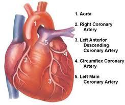 2.9. Koroner Arter Hastalığı (KAH) Koroner arter hastalığı (KAH) en yaygın görülen kardiyovasküler sistem hastalığıdır. Koroner kalp hastalığı (KKH), olarak da adlandırılmaktadır.
