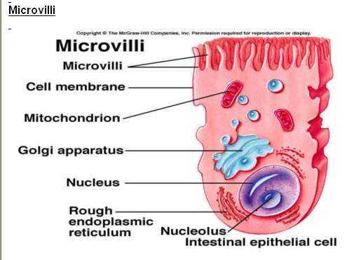 Mikrovillus Hücre zarında parmak şeklinde çıkıntılardır