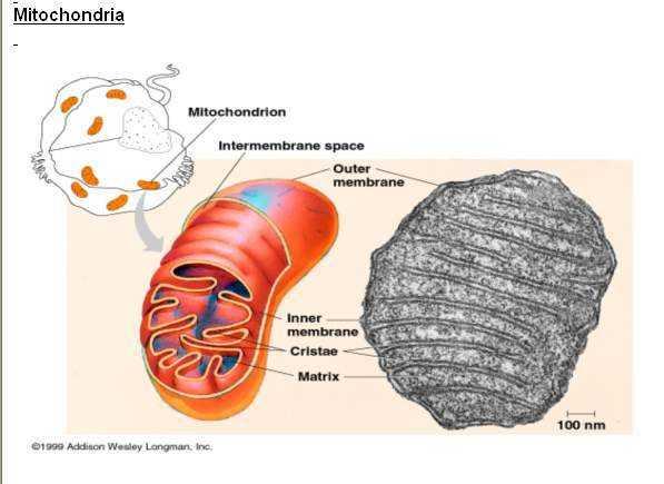 İç membrana yapışık ve matriks içinde birçok enzim içerir.