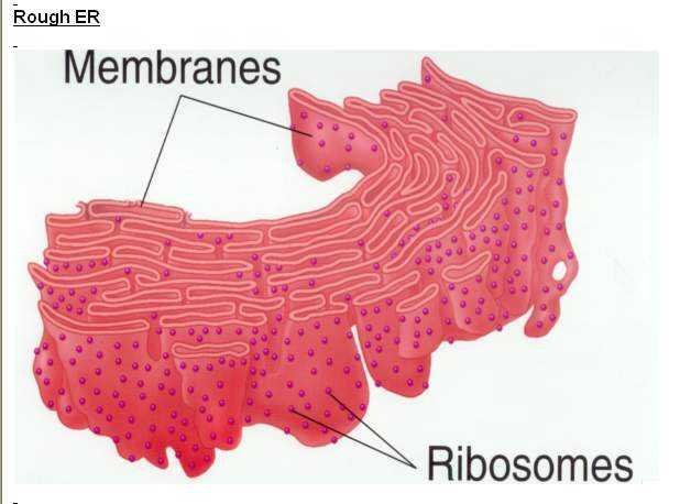Ribozom Eritrositler dışında her hücrede