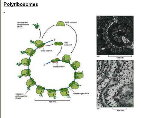 1-30 ribozom biraraya gelir daire, spiral yada rozet yapar.