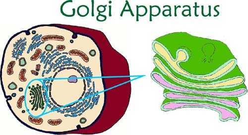 Golgi Kompleksi Çekirdeğe yakın ağ şeklinde yapı.