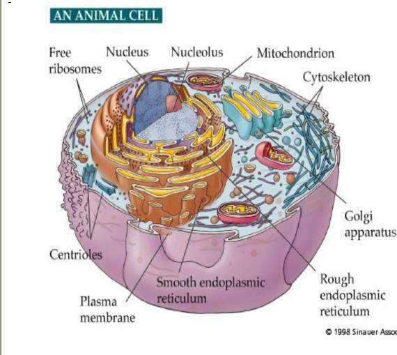 HÜCRENİN BÖLÜMLERİ 1- Sitoplazma 2- Plazma Membranı 3- Mitokondriya 4- Ribozomlar 5- Endoplazma retikulumu 6-