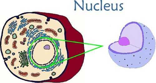 Nukleus Olgun eritrosit ve trombosit dışında tüm hücrelerde bulunur.