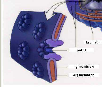 Nukleolemma Çift katlı plazma membranı (iç ve dış membran) 2 membran arasında perinüklear aralık bulunur. Dış membrana ribozomlar bağlanmıştır.