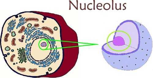Nukleolus Çekirdek içinde eksentrik yerleşik RNA içeren yumağımsı