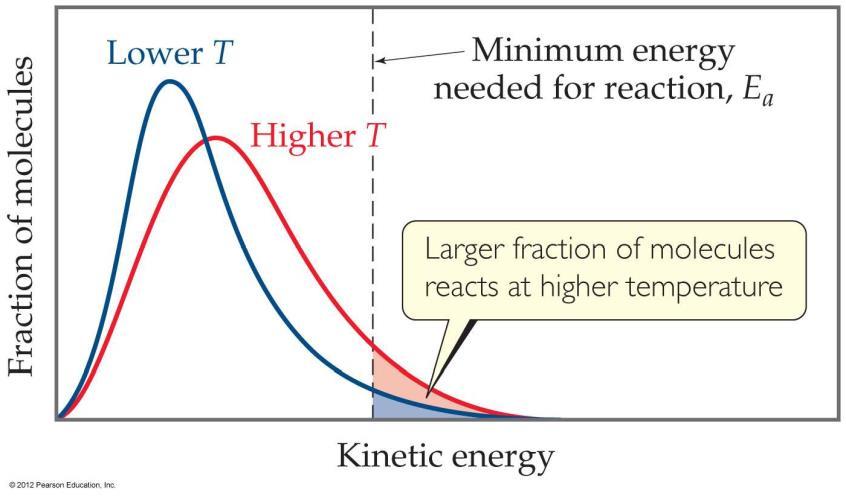 Maxwell Boltzmann Dağılımları Herhangi bir sıcaklıkta kinetik enerjinin geniş bir dağılımı mevcuttur.